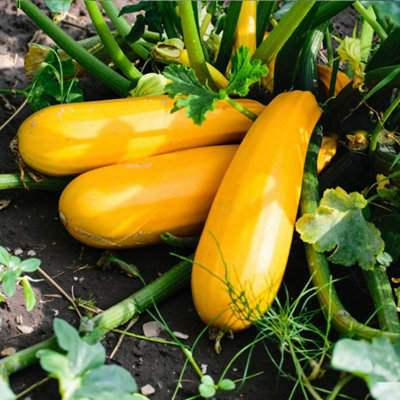 Carbeth Plants Courgette Atena Polka Vegetable Plant9Cm PotEasy Grow Kitchen Garden from B&Q