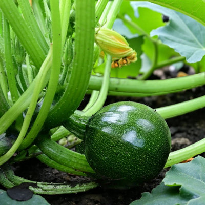Carbeth Plants Courgette F1 Eight Ball Vegetable Plant9Cm PotEasy Grow Kitchen Garden from B&Q