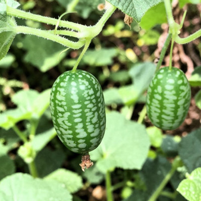 B&Q -  6 X Cucamelon Vegetable Plant9Cm PotEasy Grow Kitchen Garden