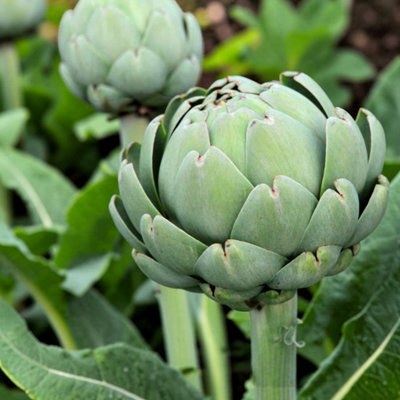 B&Q -  Globe Artichoke Green Globe Vegetable Plant9Cm PotEasy Grow Kitchen Garden