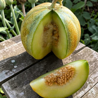 Carbeth Plants Melon Ogen Vegetable Plant9Cm PotEasy Grow Kitchen Garden from B&Q