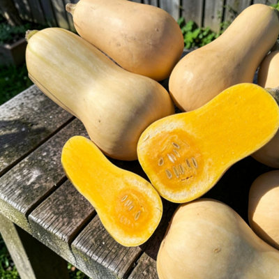 Carbeth Plants Butternut Squash F1 Hunter Vegetable Plant9Cm PotEasy Grow Kitchen Garden from B&Q