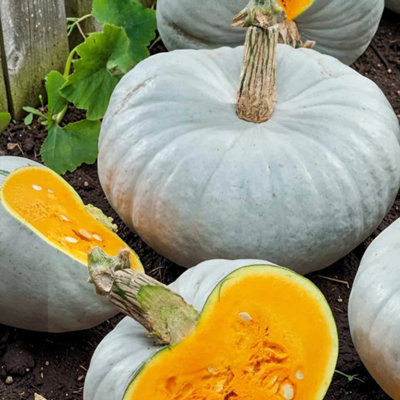 Carbeth Plants 3 X Squash F1 Crown Prince Vegetable Plant9Cm PotEasy Grow Kitchen Garden from B&Q