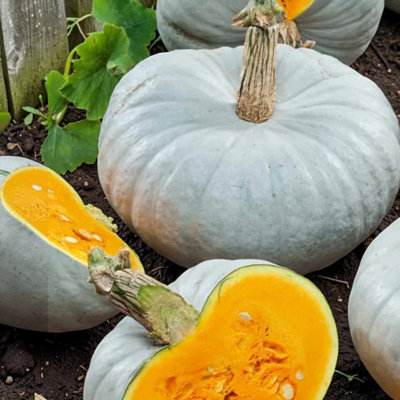 Carbeth Plants 6 X Squash F1 Crown Prince Vegetable Plant9Cm PotEasy Grow Kitchen Garden from B&Q