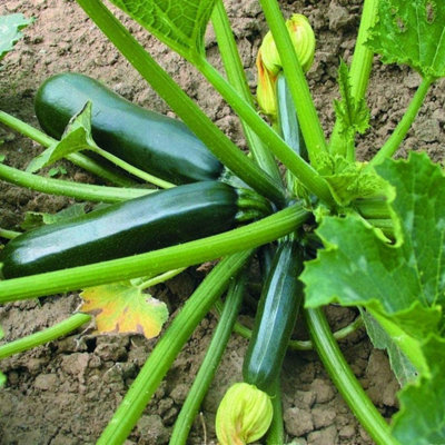 Carbeth Plants Courgette F1 Ambassador Vegetable Plant1 Litre PotEasy Grow Kitchen Garden from B&Q