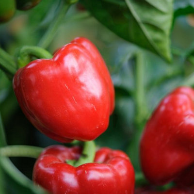 Carbeth Plants Bell Pepper Bellboy Vegetable Plant1 Litre PotEasy Grow Kitchen Garden from B&Q