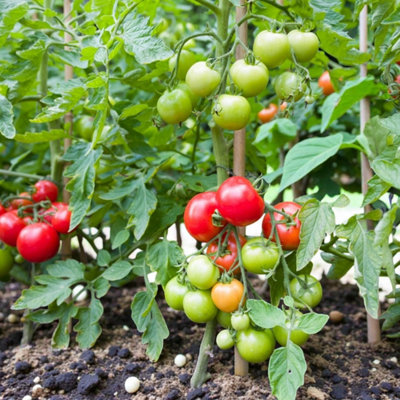 Carbeth Plants Tomato Moneymaker Vegetable Plant1 Litre PotEasy Grow Kitchen Garden from B&Q