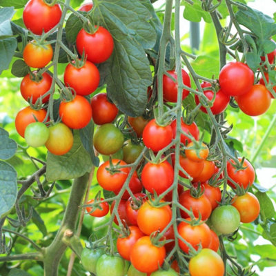 Carbeth Plants Tomato Gardeners Delight Vegetable Plant1 Litre PotEasy Grow Kitchen Garden from B&Q
