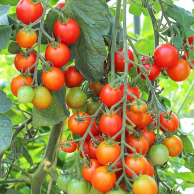 Carbeth Plants 3 X Tomato Gardeners Delight Vegetable Plant1 Litre PotEasy Grow Kitchen Garden from B&Q