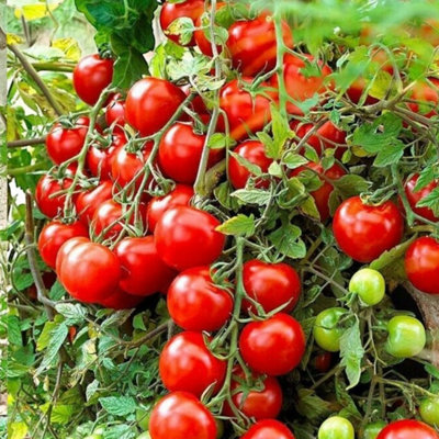 Carbeth Plants Tomato Tumbling Tom Red Vegetable Plant1 Litre PotEasy Grow Kitchen Garden from B&Q