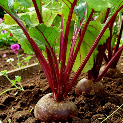 Carbeth Plants Beetroot Boltardy Vegetable Plant6 PackEasy Grow Kitchen Garden from B&Q