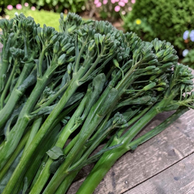 Carbeth Plants 3 X Broccoli Tenderette F1 Vegetable Plant6 PackEasy Grow Kitchen Garden from B&Q