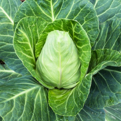 Carbeth Plants Cabbage Pointed Greyhound Vegetable Plant6 PackEasy Grow Kitchen Garden