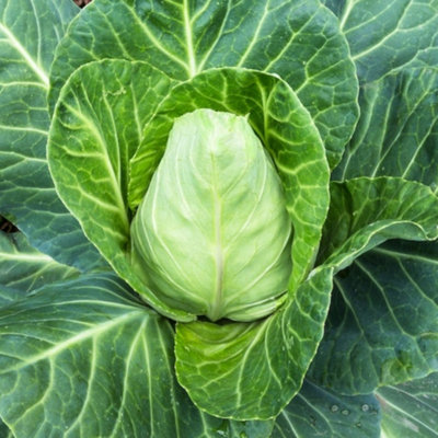 Carbeth Plants 3 X Cabbage Pointed Greyhound Vegetable Plant6 PackEasy Grow Kitchen Garden