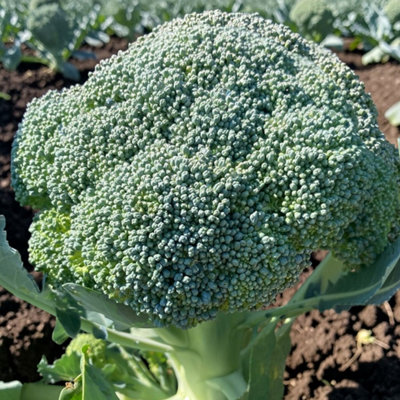 Carbeth Plants Calabrese F1 Green Magic Vegetable Plant6 PackEasy Grow Kitchen Garden from B&Q