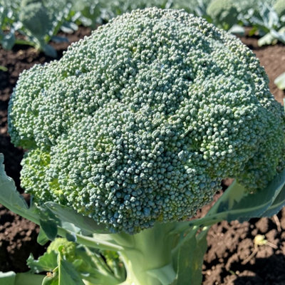 Carbeth Plants 3 X Calabrese F1 Green Magic Vegetable Plant6 PackEasy Grow Kitchen Garden from B&Q