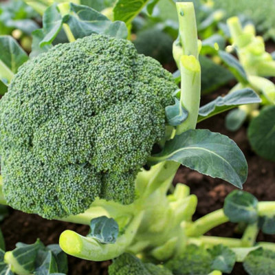 Carbeth Plants 3 X Broccoli Calabrese F1 Marathon Vegetable Plant6 PackEasy Grow Kitchen Garden from B&Q