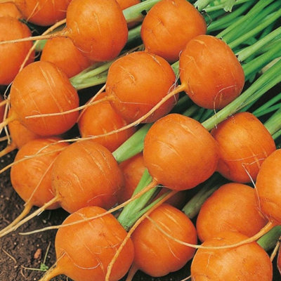 Carbeth Plants Carrot Round Paris Market Atlas Vegetable Plant6 PackEasy Grow Kitchen Garden from B&Q