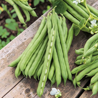 B&Q -  2 X Climbing French Bean Blue Lake Vegetable Plant6 PackEasy Grow Kitchen Garden