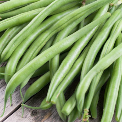B&Q -  2 X Climbing French Bean Cobra Vegetable Plant6 PackEasy Grow Kitchen Garden