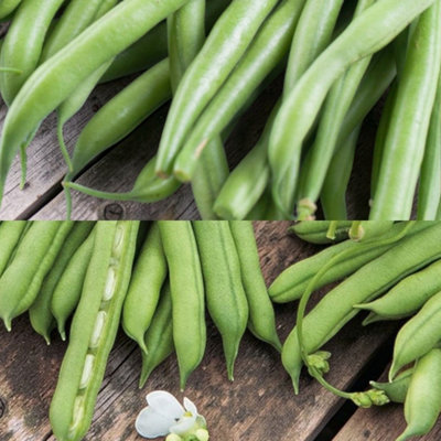 B&Q -  Climbing French Bean 2 X 6 Pack CollectionBlue Lake & Cobra VarietiesEasy Grow Kitchen Garden