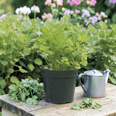 Carbeth Plants Coriander Santos Vegetable Plant6 PackEasy Grow Kitchen Garden from B&Q
