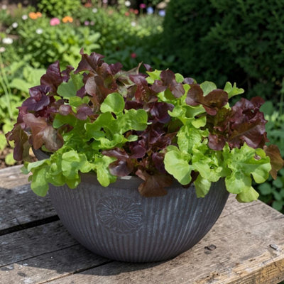 Carbeth Plants 3 X Lettuce Mixed Vegetable Plant6 PackEasy Grow Kitchen Garden from B&Q