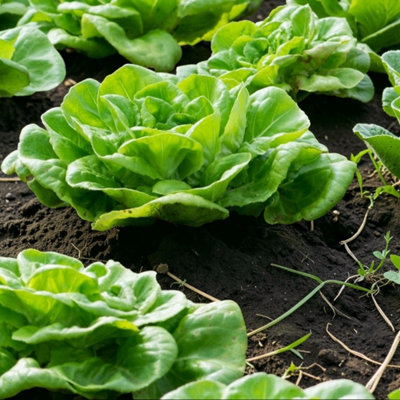 Carbeth Plants 2 X Little Gem Lettuce Vegetable Plant6 PackEasy Grow Kitchen Garden from B&Q