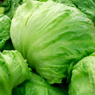 Carbeth Plants Iceberg  Lettuce Vegetable Plant6 PackEasy Grow Kitchen Garden from B&Q