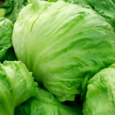 Carbeth Plants 2 X Iceberg Lettuce Vegetable Plant6 PackEasy Grow Kitchen Garden from B&Q
