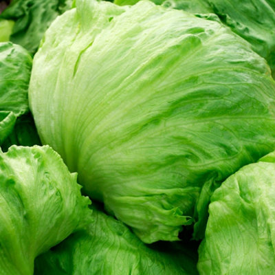 Carbeth Plants 3 X Iceberg Lettuce Vegetable Plant6 PackEasy Grow Kitchen Garden from B&Q