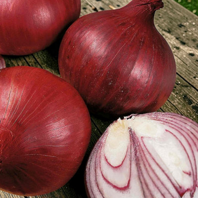 B&Q -  3 X Onion Red Baron Vegetable Plant6 PackEasy Grow Kitchen Garden