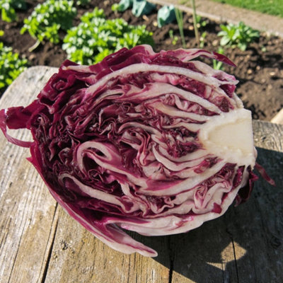Carbeth Plants Radicchino Vegetable Plant6 PackEasy Grow Kitchen Garden from B&Q