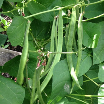 B&Q -  2 X Runner Bean Moonlight Vegetable Plant6 PackEasy Grow Kitchen Garden