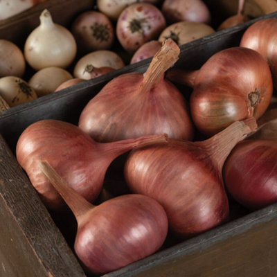 Carbeth Plants Shallot Matador Vegetable Plant6 PackEasy Grow Kitchen Garden from B&Q
