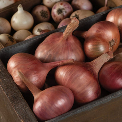 Carbeth Plants 2 X Shallot Matador Vegetable Plant6 PackEasy Grow Kitchen Garden from B&Q