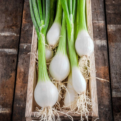 B&Q -  2 X Spring Onion White Lisbon Vegetable Plant6 PackEasy Grow Kitchen Garden