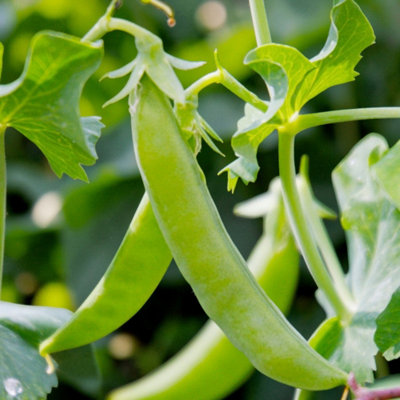 Carbeth Plants 3 X Sugar Snap Pea Vegetable Plant6 PackEasy Grow Kitchen Garden from B&Q