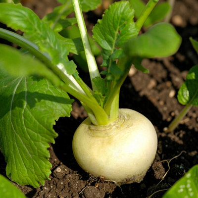 Carbeth Plants 2 X Turnip Tokyo Cross Vegetable Plant6 PackEasy Grow Kitchen Garden from B&Q