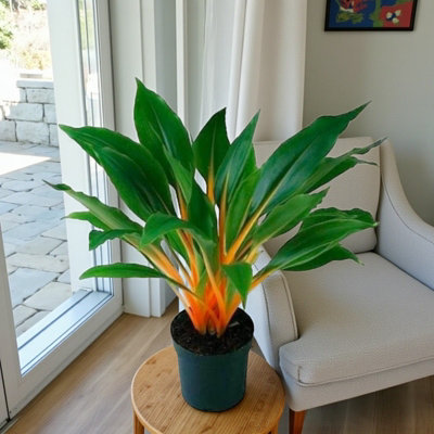 Carbeth Plants Fire Flash Orange Spider Plant In 12Cm PotChlorophytum OrchidastrumExotic Houseplant With Vibrant Tropical Stems from B&Q