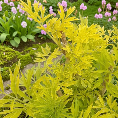 Carbeth Plants Sambucus Nigra Golden Tower In 9Cm PotColumnar Golden ElderHardyDeciduous Garden Shrub With Bright Foliage from B&Q