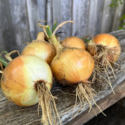 B&Q -  Onion Ailsa Craig Vegetables 1 X 6 Pack PlantsOutdoor Garden Ready Large Globe Onion VarietyEasy To Grow High-Yielding Crop