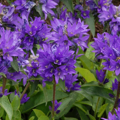 Carbeth Plants Campanula Glomerata Superba In 9Cm PotHardy Bellflower Perennials For BordersCottage Gardens & Displays from B&Q