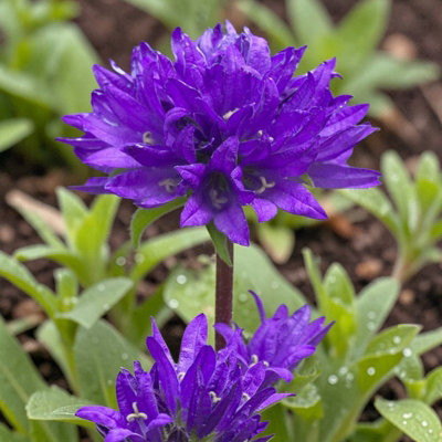 Carbeth Plants 2 X Campanula Glomerata Superba In 9Cm PotHardy Bellflower Perennials For BordersCottage Gardens & Displays from B&Q