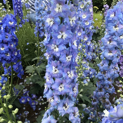 Carbeth Plants 2 X Delphinium Magic Fountains Blue With White Bee In 1L PotHardy Perennial Cottage Garden Plant