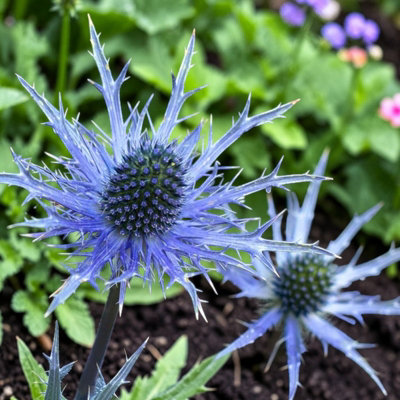 B&Q -  Eryngium Planum Blue Hobbit In 1L PotHardy Sea Holly Perennial With Blue Spiky Flowers