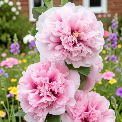 Carbeth Plants Alcea Apple Blossom In 1L PotHardy Hollyhock Cottage Garden Perennial Plant