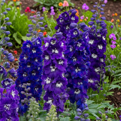 Carbeth Plants 2 X Delphinium Excalibur Dark Blue With White Bee In 9Cm PotHardy Tall Perennial Cottage Garden Plant