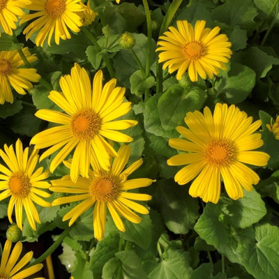 Carbeth Plants Doronicum Orientale Leonardo In 9Cm Pot Hardy Perennial With Bright Yellow Flowers