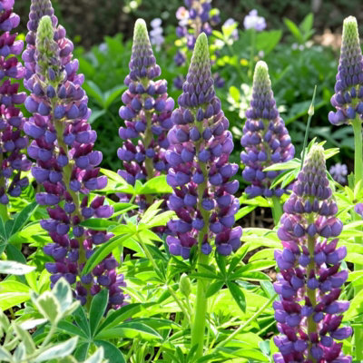 B&Q -  2 X Lupin Gallery Blue In 2L PotCompact Hardy Lupin Perennial With Blue Flower Spikes